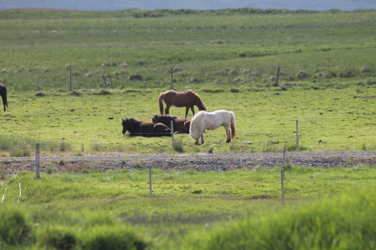 Laekjarhus Farm Holidays Borgarhöfn Exteriér fotografie